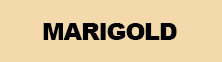Marigold Color Bar